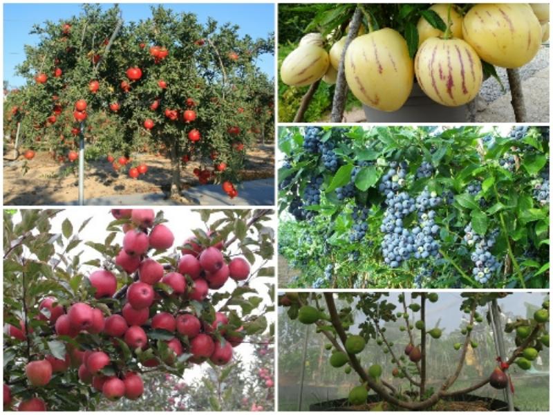 Ảnh minh họa việc bón phân lân giúp rễ cà phê phát triển khỏe mạnh, đâm sâu vào đất hút dinh dưỡng